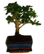 Pokojová bonsaj Carmona microphylla - čaj fuki 305